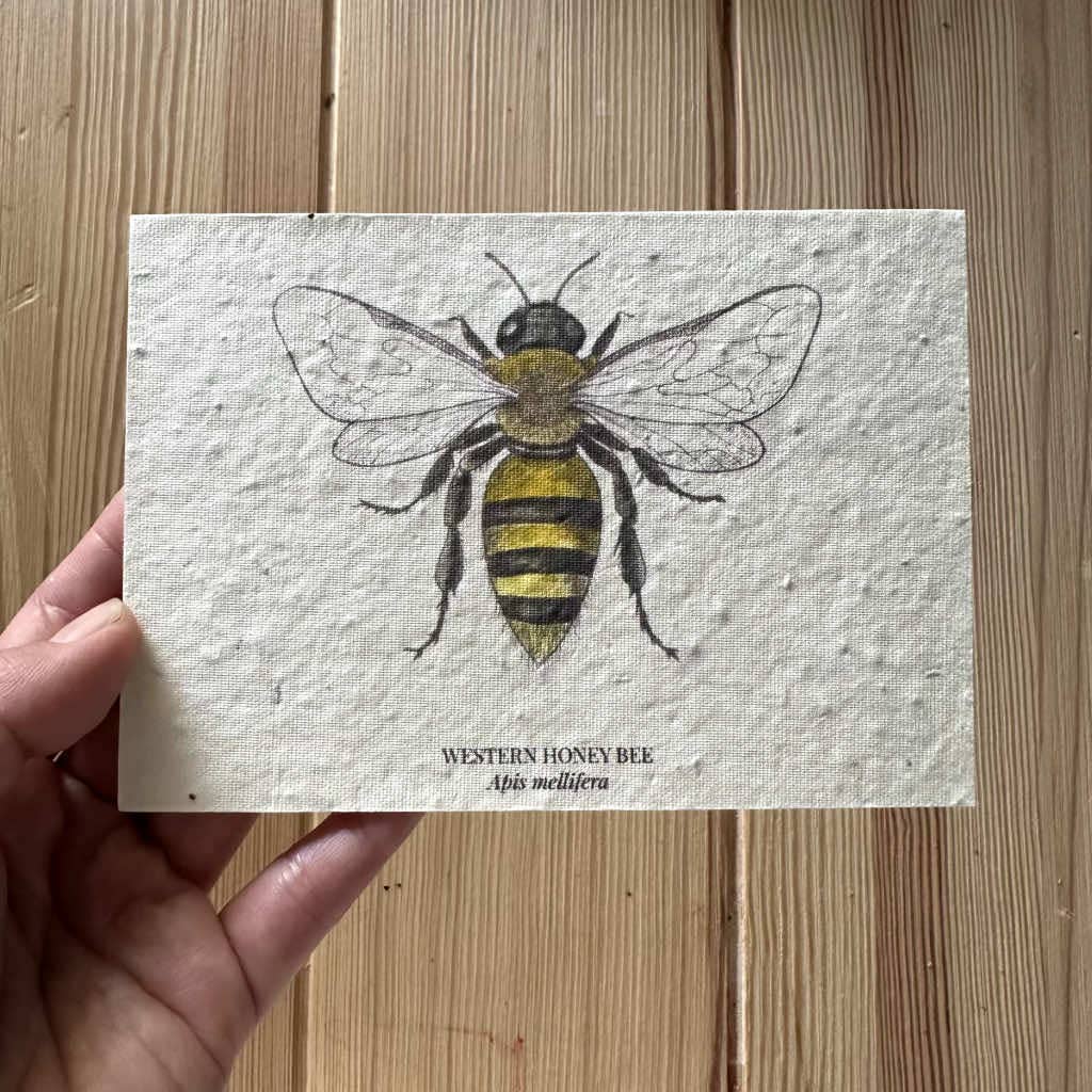 Western Honey Bee Plantable Wildflower Seed Greeting Card