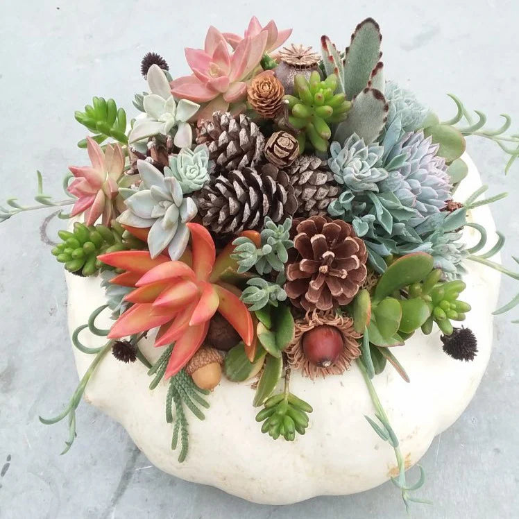 10/09 at 6pm: Pumpkin Succulent Workshop