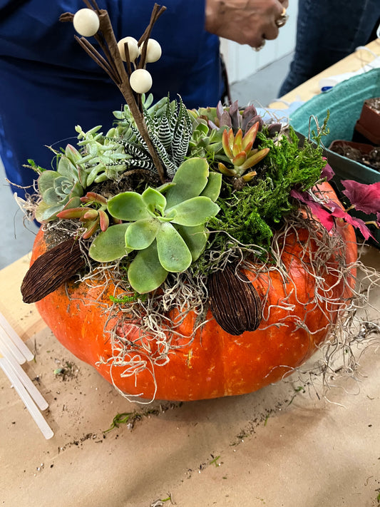 10/09 at 6pm: Pumpkin Succulent Workshop