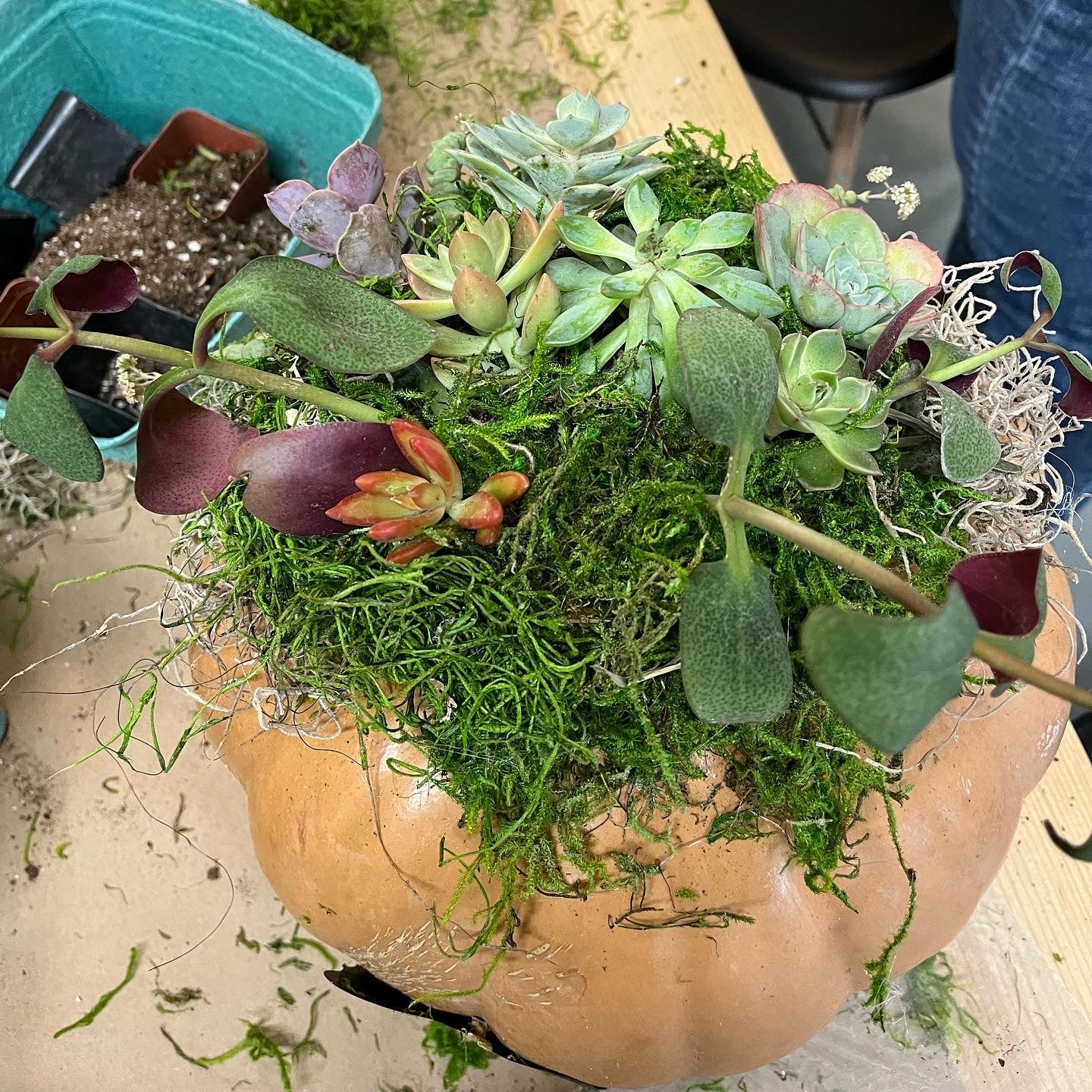 10/09 at 6pm: Pumpkin Succulent Workshop
